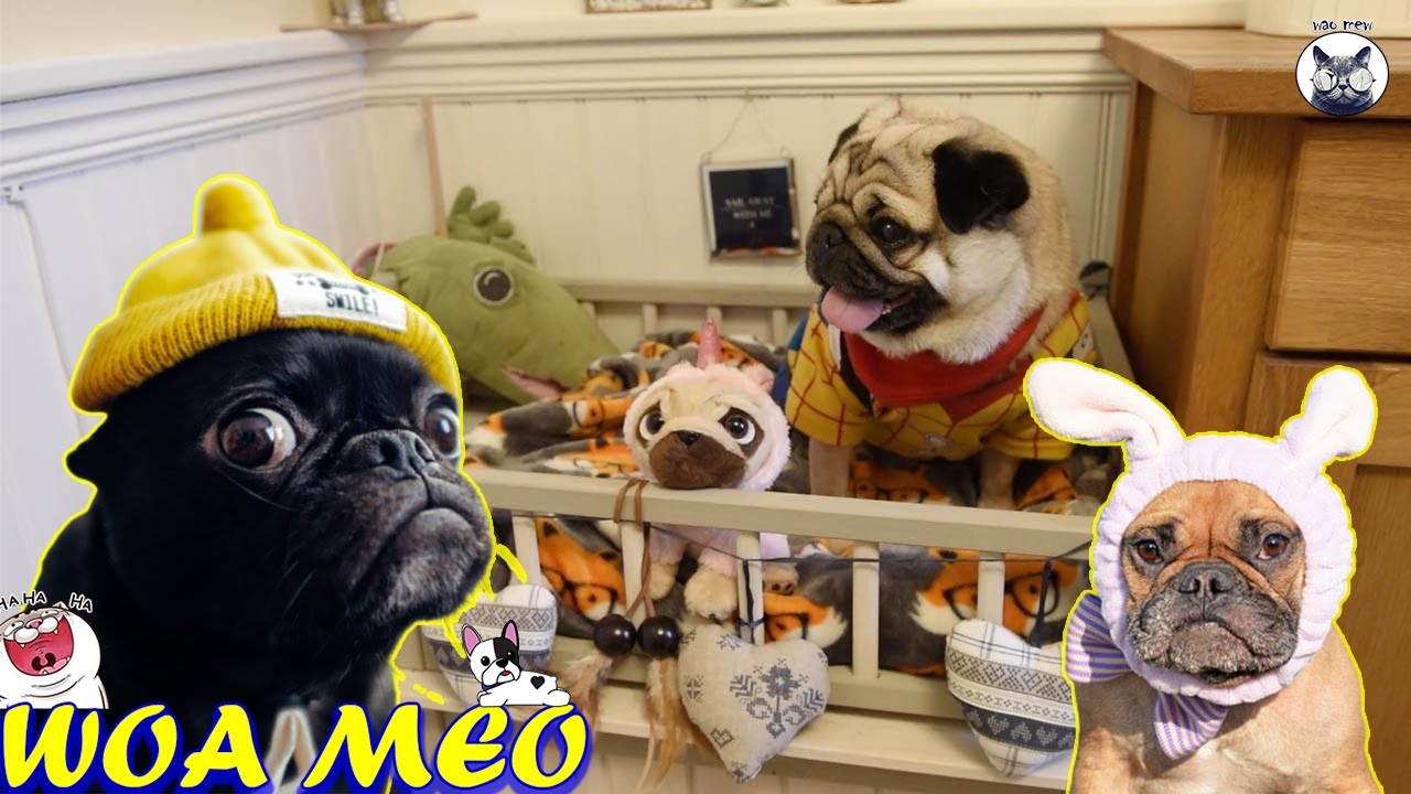 Funny Animals' Club.  Best Dogs Videos 🐶 - Woa mew 