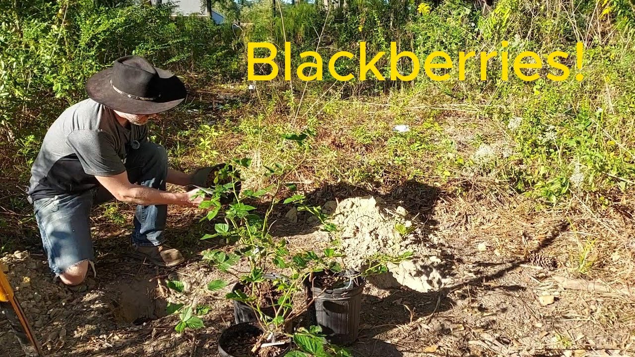 Louisiana Guerrilla Garden (Planting Blackberries) Vlog October 8th