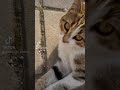 TİKtok en güzel kedi videoları .[EN YENİ]