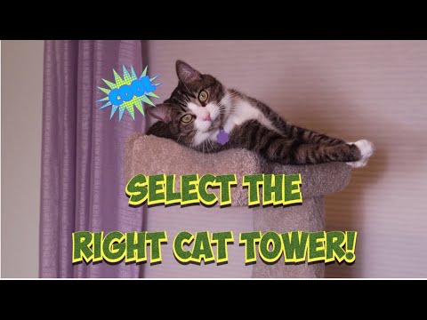 How to Select the Right Cat Tree for Your Cat! ????