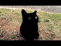 猫の集会所に集まっていた野良猫を撫で撫でしてたら子猫の黒猫ちゃんがモフられにきた