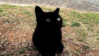 When I patted a stray cat at the meeting place of cats, a black kitten came by to be stroked