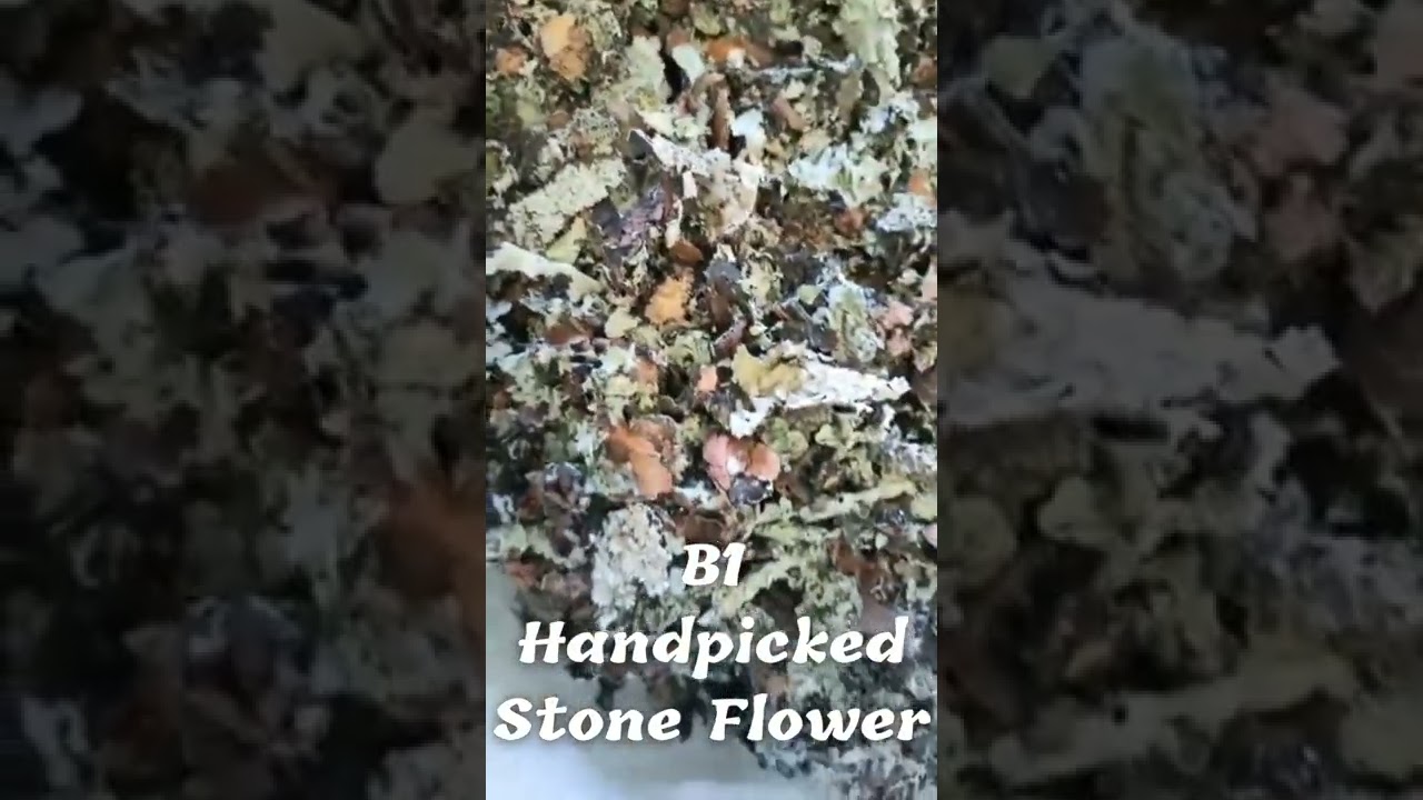 B1 Grade Himalayan Black Stone Flower - Meghalaya