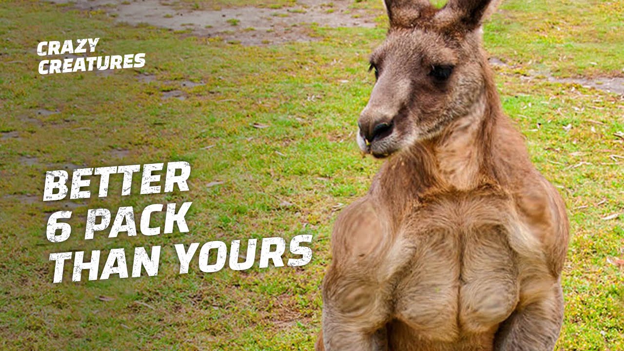 Why Are Kangaroos So Buff