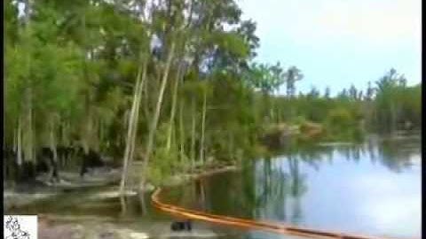Huge sinkhole swallows tree in US state of Louisiana