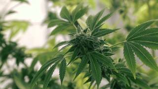 We Are The Cannabis Growers Of Canada