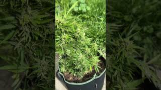 Gorilla Glue #4 Autoflower Harvest - Very Frosty #3