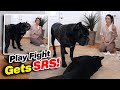 Cane corso play fight gets serious