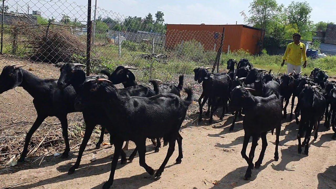 Osmanabadi Goat Farming | Lucky Goat Farm Vairag Solapur | Maharashtra Top Goat Breed.