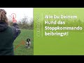 Stoppkommando Hund ➡️ Wie Du Deinem Hund das Stoppkommando beibringst! ➡️ Praxisvideo ✔️