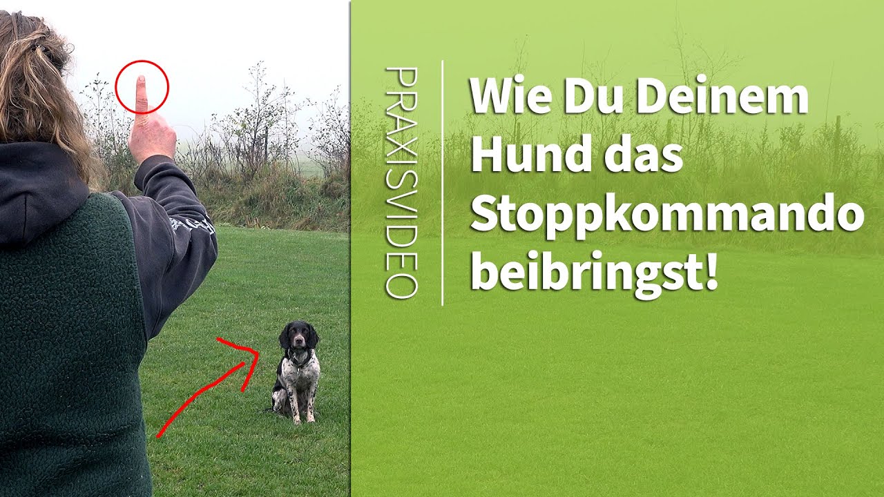 Stoppkommando Hund ➡️ Wie Du Deinem Hund das Stoppkommando beibringst! ➡️ Praxisvideo ✔️