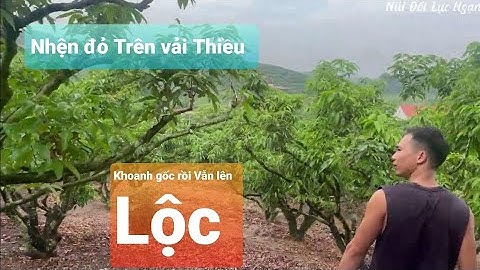 Khoanh Vỏ Vẫn Lên Lộc Vải Thiều Lục Ngạn Mùa 2024 I Núi Đồi Lục Ngạn