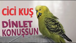 Cici Kuş - Konuşan Muhabbet Kuşu Fıstık Dinlet Konuşsun