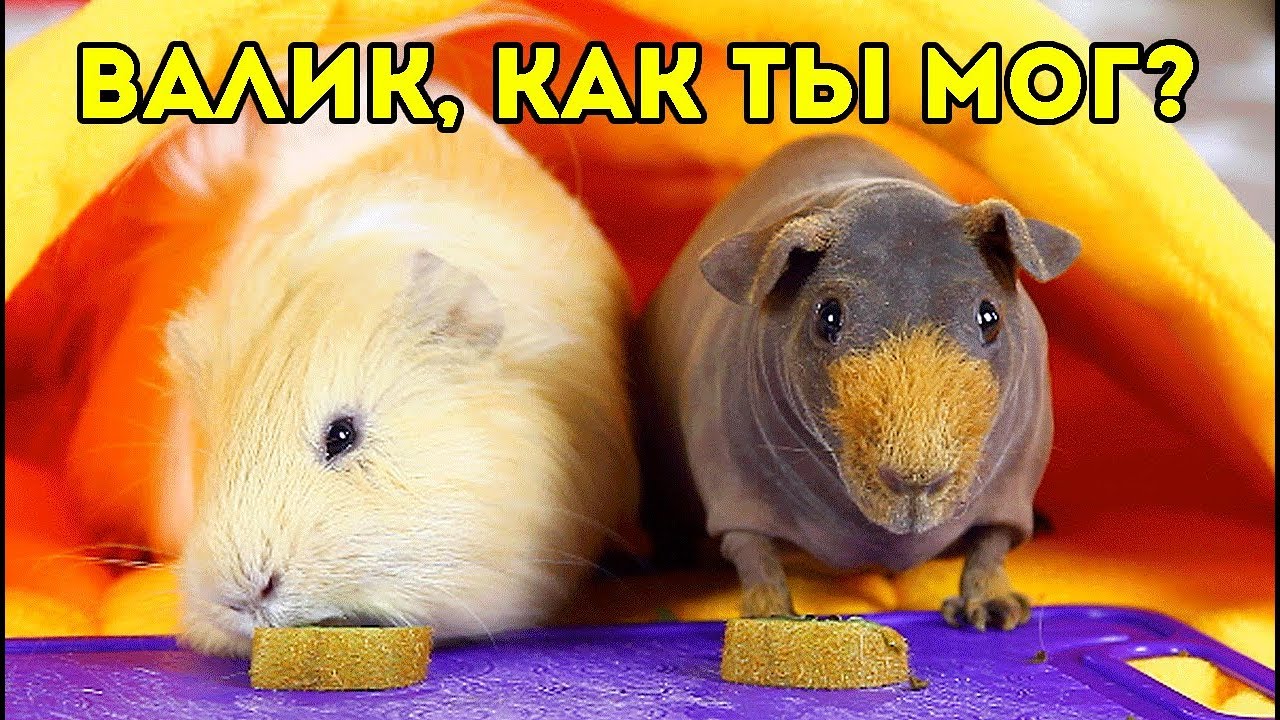 МОРСКИЕ СВИНКИ ЕДЯТ КИВИ / Валик, как ты мог?! - YouTube