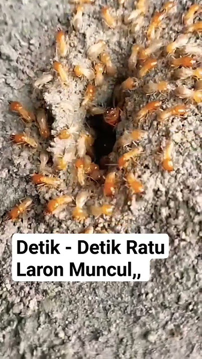Detik - Detik Ketika Ratu Laron Muncul // Sekumpulan Laron // Rayap dan Laron // Musim Laron