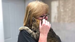 A Lost Cat Came Back to His Owner After 11 Years Apart!