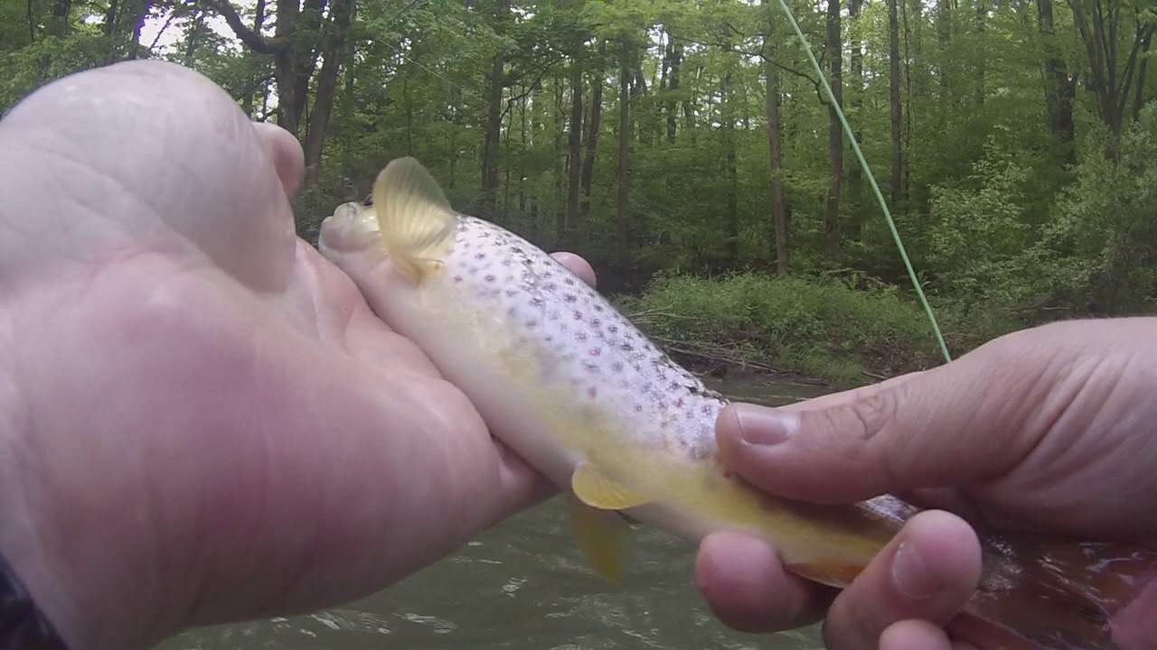 Fly Fishing Clearfield Creek 5/17/19 YouTube