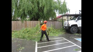 Willow Tree trimming/ cutting.