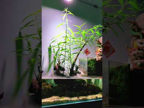 Video Thuỷ sinh đơn giản - phần 11 bể biotop cây rù rì phát... - youtube