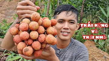 Sang Vlog - Trái Cây Rừng & Nhà Trái Nào Ngon Nhất