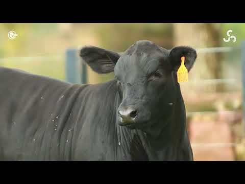 LOTE 19B   TAT TE1930 F Brangus