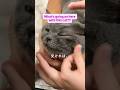 猫がこういう状態のときは、すぐに病院へ行きましょう。
