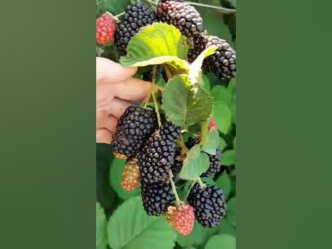 Лучшие сорта ежевики - YouTube