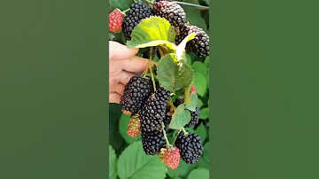 Лучшие сорта ежевики