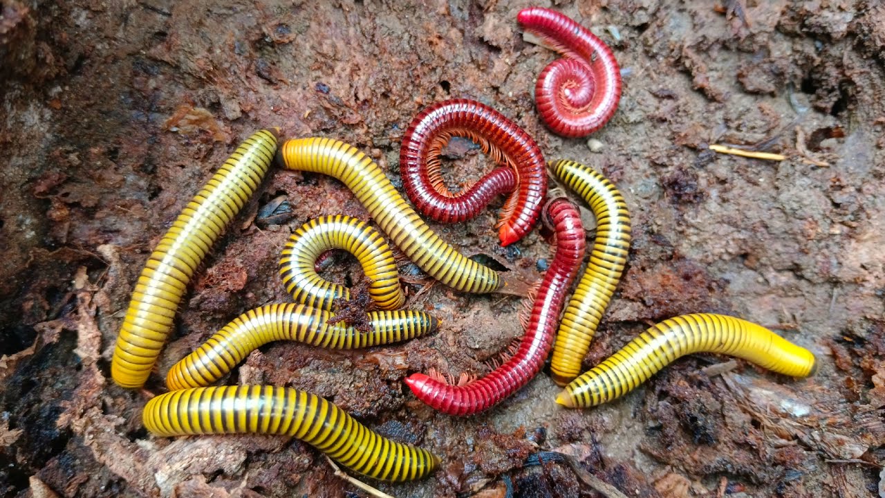 Wadidaw! Mencari kaki seribu, luwing dapat kaki seribu kuning memanjat ...