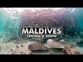 Diving the Maldives: Central & South Atolls [4k]