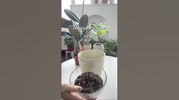 What to do if your favorite pot doesn