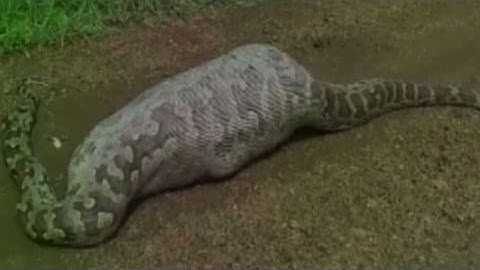 Indiase rotspython slikt babyantilope in