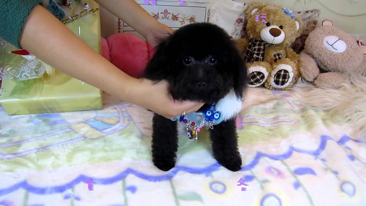 Teacup Poodle 681 Teacup poodle Toy poodle Pocket teacup poodle