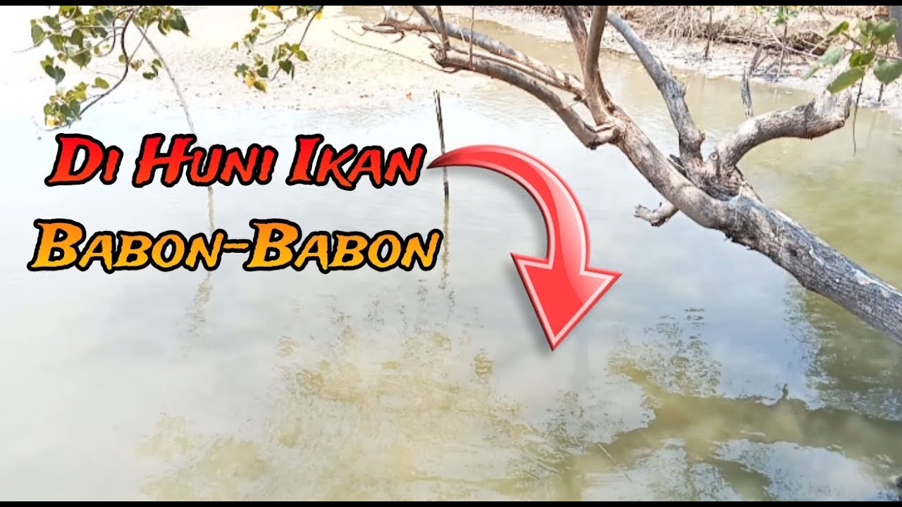 AKHIRNYA NEMU SPOT BARU..!! di Huni Ikan BABON-BABON 