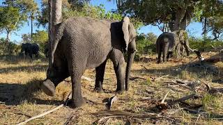 Jabu and Morula and their wild brethren | Living With Elephants Foundation | Botswana