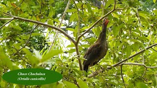 NATURE SINGERS, CHACO CHACHALACA sounds (ORTALIS CANICOLLIS), ARACUÃ-DO-PANTANAL, Wild birds free.