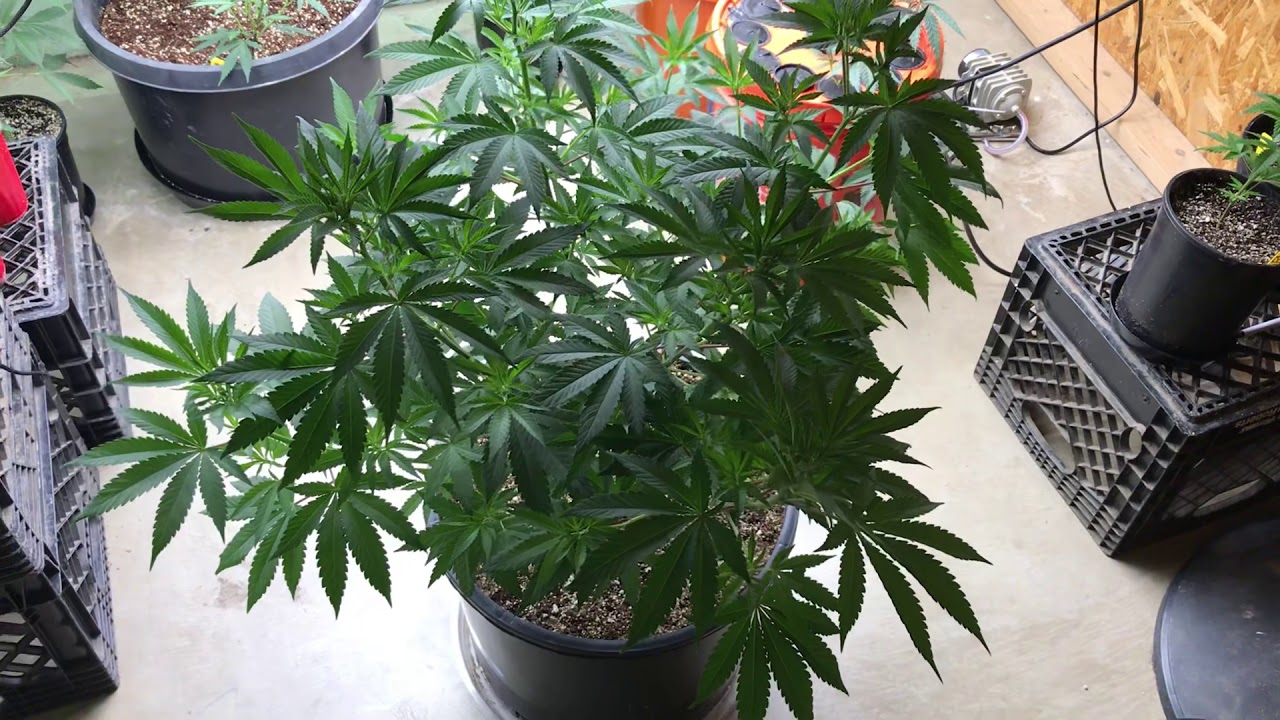 Bruce Banner marijuana legal grow