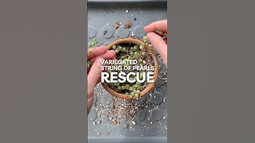 How to save your String of Pearls plant!  #houseplants #plants