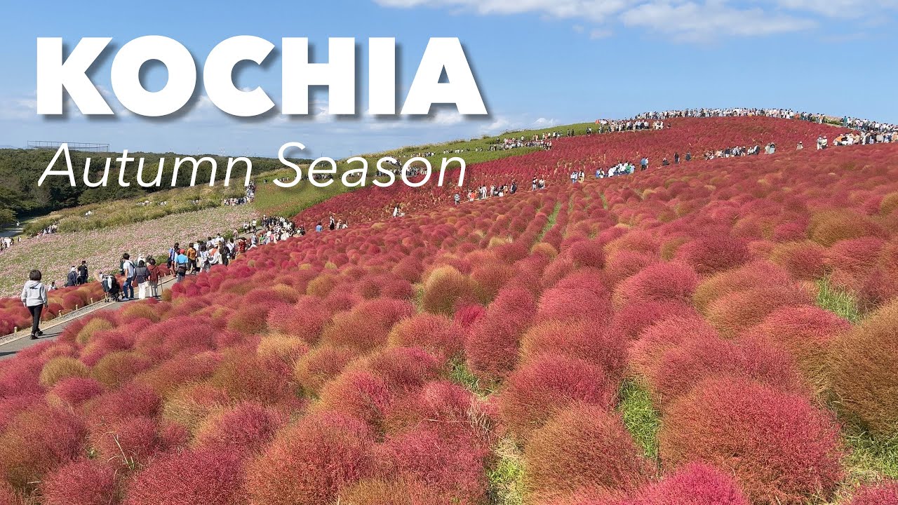 Autumn Red colors of Kochia at Hitachi seaside park Japan Travel