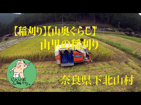 【稲刈り】【山奥ぐらし】山里の稲刈り 奈良県下北山村