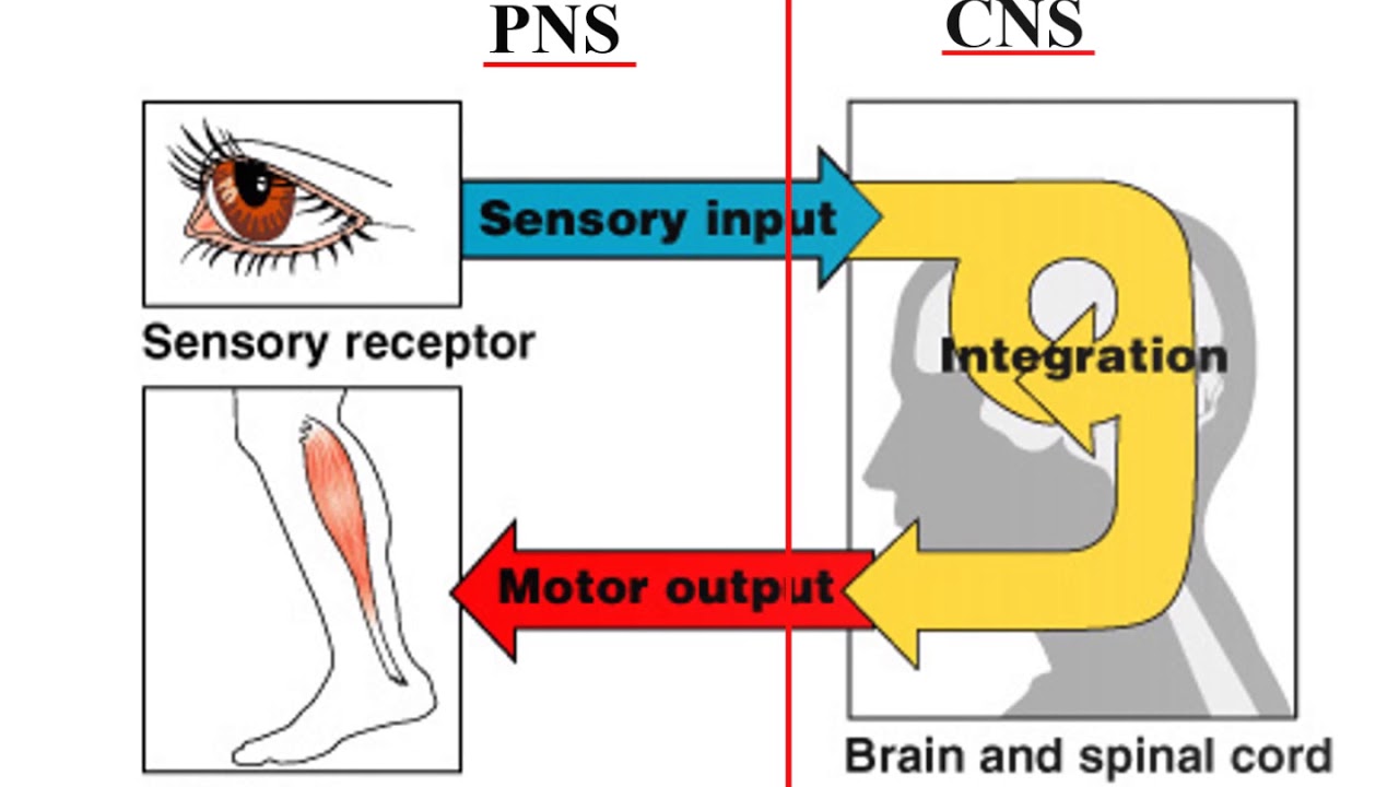 Introduction to the Nervous System - YouTube