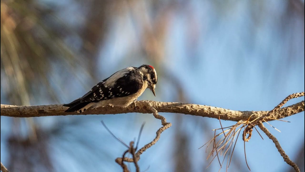 Help Protect Mount Diablo's Wild Lands