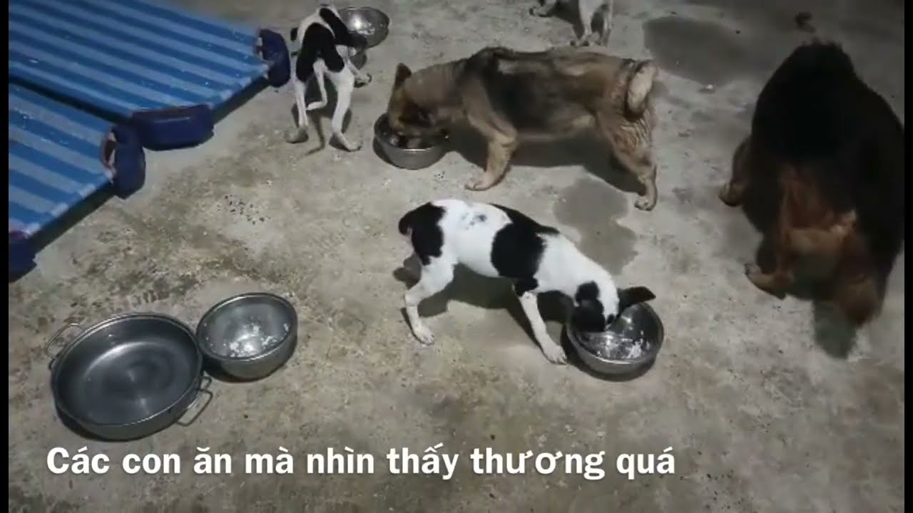 #3 Ngô Hoàng Anh khoa is a small shelter that rescues underprivileged puppies.