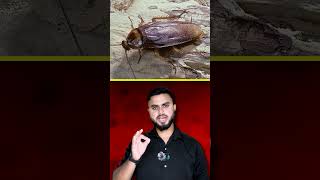 India’s Weirdest Political Trend? Cockroach Janta Party @Cockroach_Janata_Party_777 #memes #facts