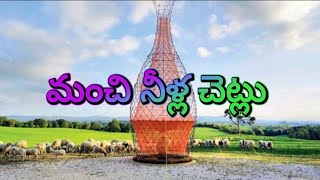 Drinking water  trees#trending #viralvideo #youtubevideo