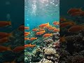 Swimming Over Coral Reef  | Relaxing Ocean ASMR (No Music, No Talking) #cinematicnature #asmr