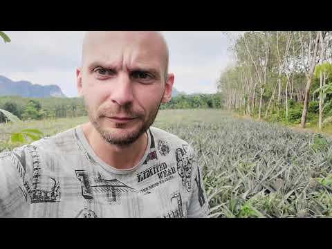 Video: Kur Auga Ananasai