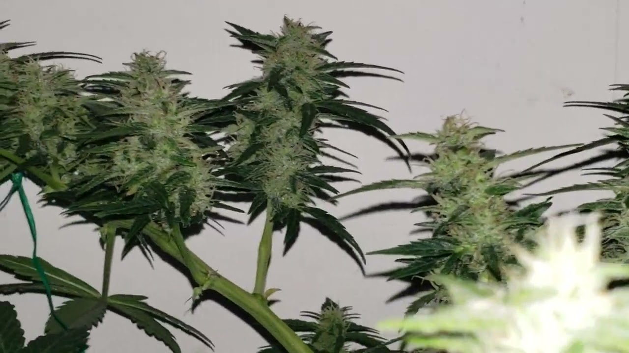 Fat Banana Auto Flower From Royal Queen Seeds