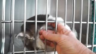 Morrison County Animal Humane society video of animals for adoption 2-4-15