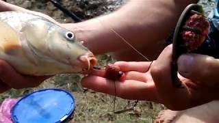 колбасный карп (ловля карпа на копченую колбасу)